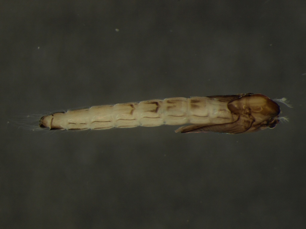 Chironomidae pupa